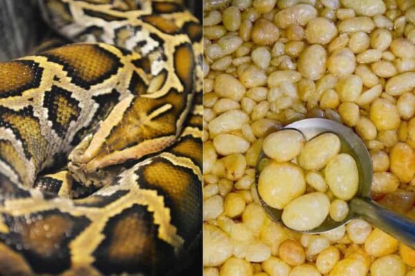 Cách đuổi chuột trên trần nhà bằng mỡ trăn là vô cùng hiệu quả 