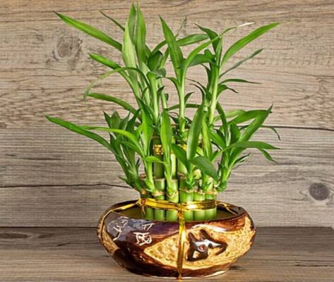 Đặt cây Lộc Phát trong nhà là cách trang trí Tết để đón tài lộc