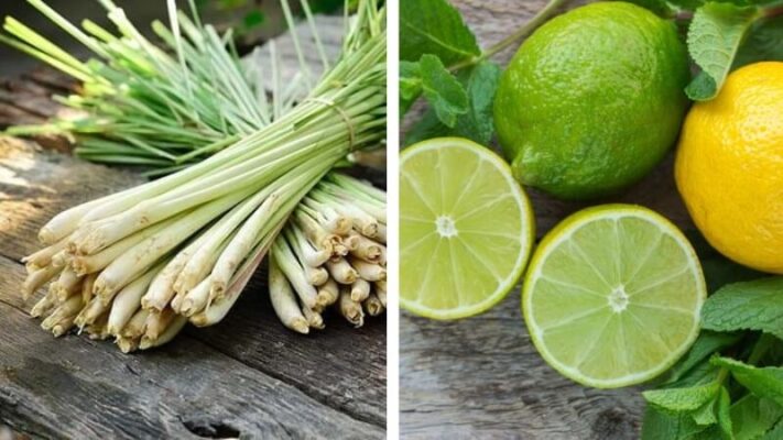 Dùng sả chanh để loại bỏ mùi ẩm mốc sau khi làm sạch tường nhà là cách bảo vệ sức khỏe tốt nhất  